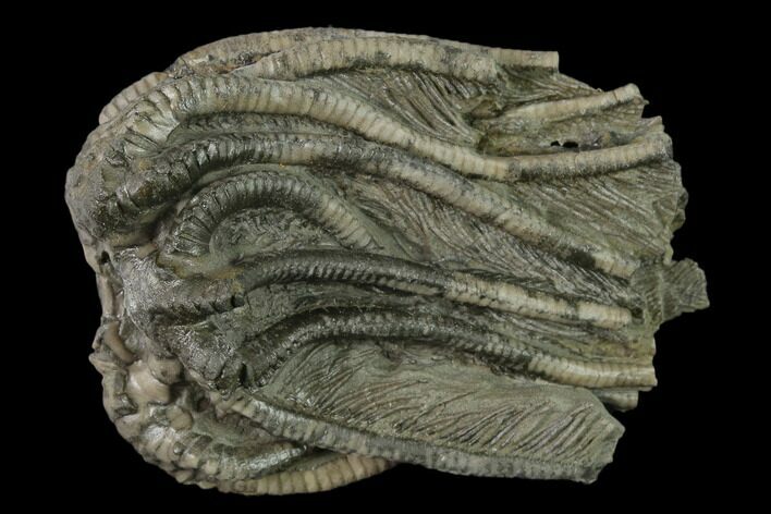 Crinoid (Agaricocrinus) Fossil - Crawfordsville, Indiana #136536